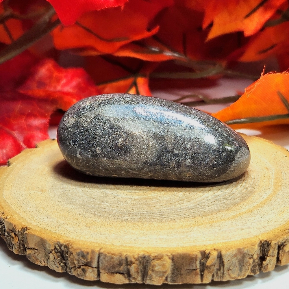 Fossil Palm Stone